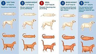 Pet Pictures From Very Thin to Obese: In the LINK of an Eye!