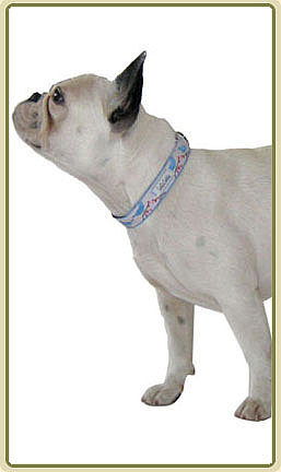 Birds on a Branch Collection: Harness, Leash and Collar ($32 and up)