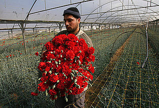 Valentine Reprieve: Israel Lifts Gaza Export Ban For Flowers