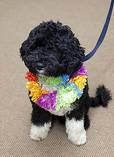 Photos of Obama's Dog Bo