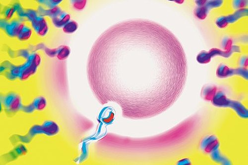 The Egg and Sperm The Egg and Sperm
