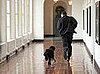 White House Pets Trivia Quiz