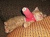 Cute Alert: Animals With Casts
