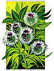 Burdock Root 
