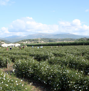Tour of Beauty: Chanel's Jasmine Fields in Grasse, France