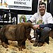 The World's Smallest Horse