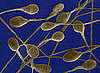 Alcohol's Effect on Sperm