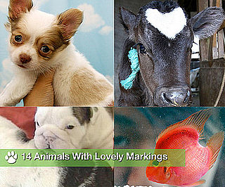 Be Still My Heart: 14 Animals With Lovely Markings