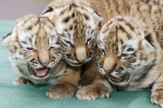Three Baby Tigers Are Better Than One! Three Baby Tigers Are Better Than One!