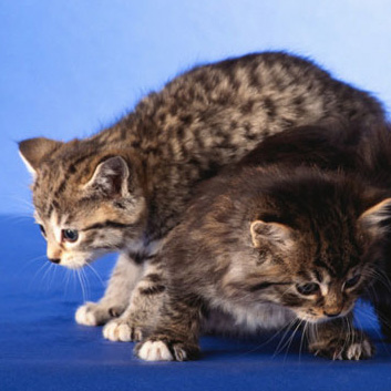 To the Rescue: 9 Tips For Kitty Care and Conundrums 