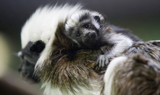 Cottontop Tamarin Baby Masters Cuddle in Two Weeks' Time Cottontop Tamarin Baby Masters Cuddle in Two Weeks' Time