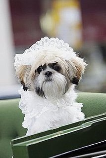 Do Tell: Did Your Mate Come With a Furry Friend?