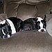 Lucky and Jesse Are Two Peas in a Pod