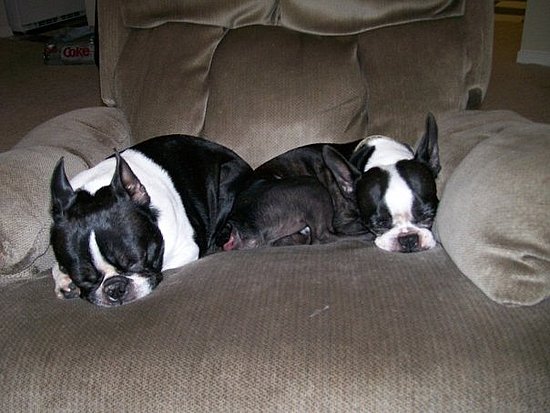Lucky and Jesse Are Two Peas in a Pod Lucky and Jesse Are Two Peas in a Pod