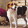6 Simple and Yummy Doggy-Friendly Recipes 