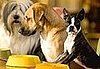 Guide to Fighting Bad Dog Breath