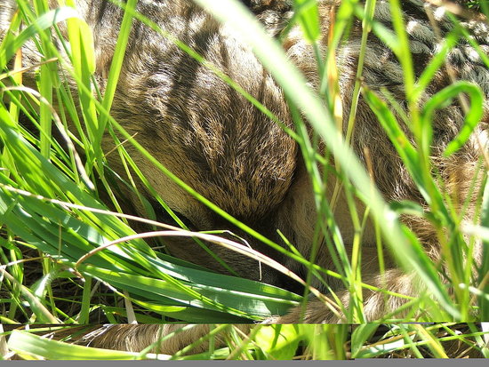 Head View