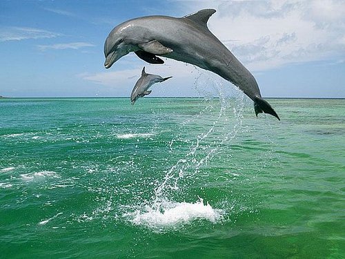 Some animals, photos and stats, Are they endangered?