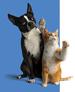 Stop a Flea Infestation With a Downloadable Coupon For FRONTLINE® Plus