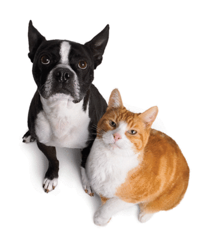 Guess the Celeb Pet!