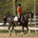 equestriennechic