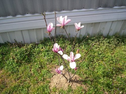 my jane magnolia in full bloom