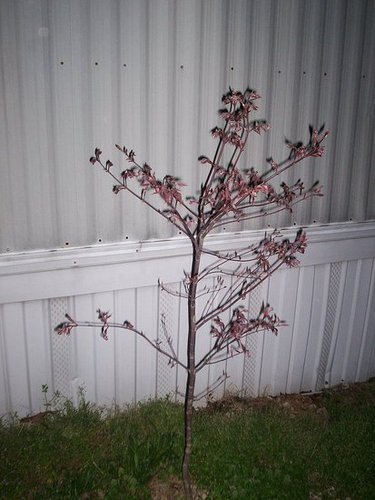 my japenese maple opening