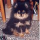 doggiesrule14