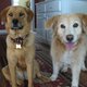 CALI and GOLDIE