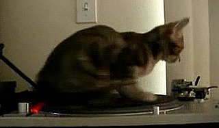 Cute Alert: DJ Kitty Spins Some Sick Tunes