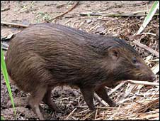 Pygmy Pigs Thriving in Wild Pygmy Pigs Thriving in Wild