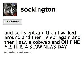 Tweet Nothings: Sockington Sleeps Through a Slow News Day
