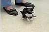 Bitsy: The World's Smallest Cat