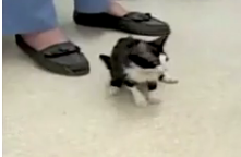Bitsy: The World's Smallest Cat
