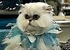 Happy Caturday!