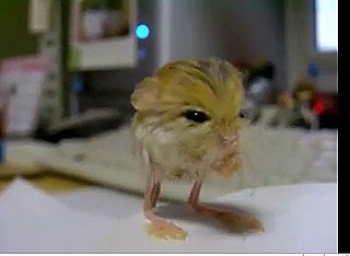 Pygmy Jerboa