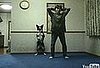 Dog Does Squats With His Human Companion