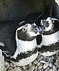 Cute Alert: German Penguins Make Case For Gay Adoption 