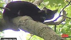 Friday Feel Good: Cat Survives 40-Foot Fall From Tree Friday Feel Good: Cat Survives 40-Foot Fall From Tree