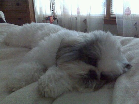 My Baby Niko