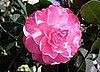 Name This Flower