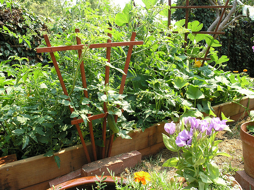 Don't Be Afraid to Plant a Lot in a Small Space Don't Be Afraid to Plant a Lot in a Small Space