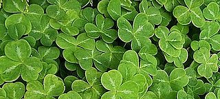 Have You Ever Bought Shamrocks For Your Home?