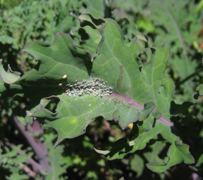 Guess What's on This Plant?