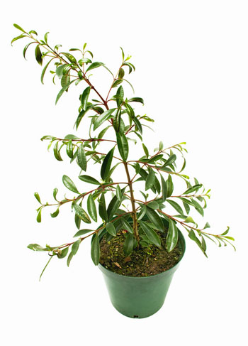 How to Keep Your Indoor Plants at the Right Temperature