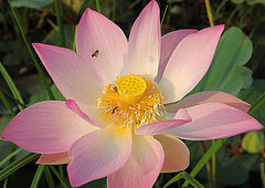 How-To: Save the Honeybees