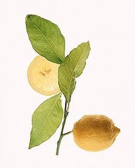 Casa Quickie: A Summer Air Freshener