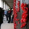 Memorial Day Poppy Quiz!