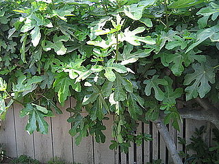 Name This Tree