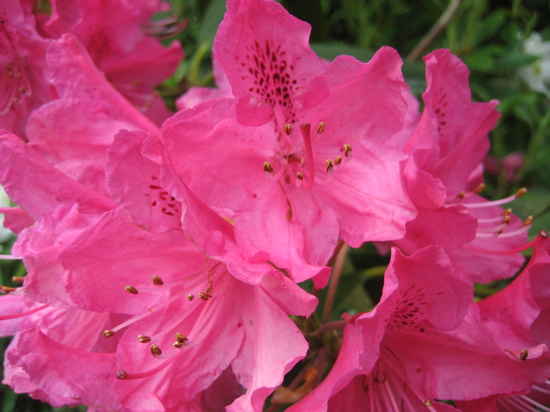 Name This Flower Name This Flower